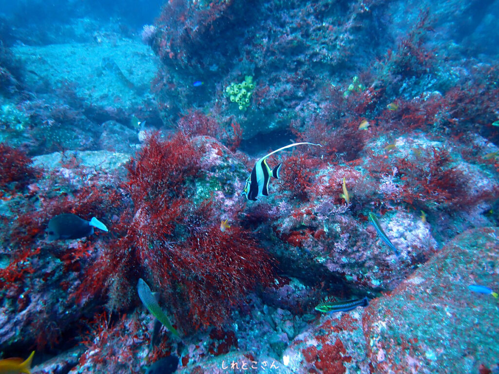 ツノダシ（しれとこさん）｜西川名（房総）でダイビング｜ダイビングプロショップ パル｜2025/12/13