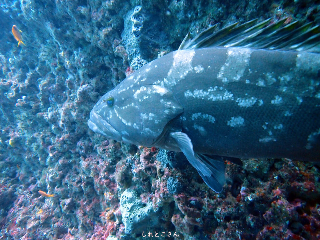 クエ（モロコ）しれとこさん｜西川名（房総）でダイビング｜ダイビングプロショップ パル｜2025/12/13