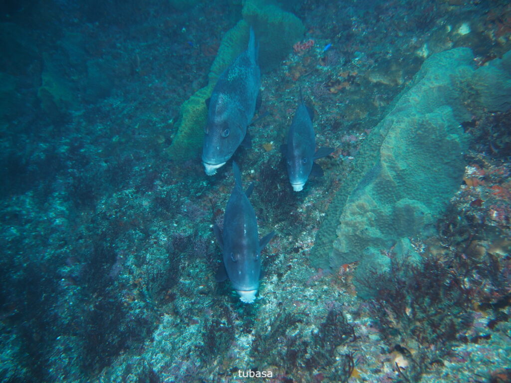 ヒゲダイ（tubasa）｜西川名（房総）でダイビング｜ダイビングプロショップ パル｜2025/12/13