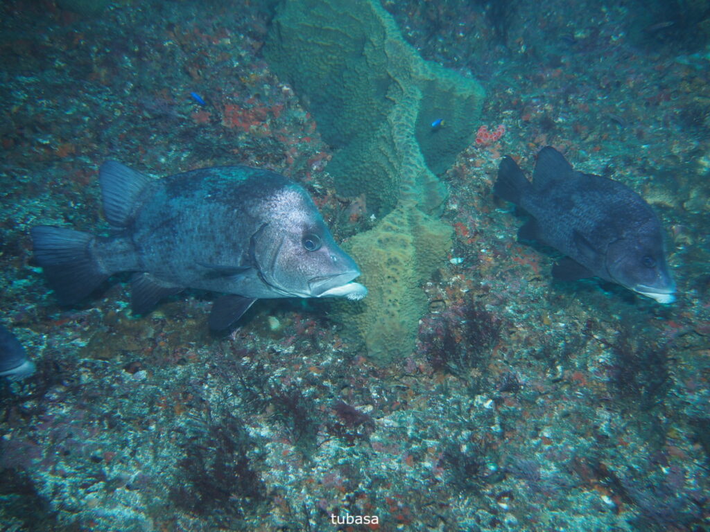 ヒゲダイ（tubasa）｜西川名（房総）でダイビング｜ダイビングプロショップ パル｜2025/12/13