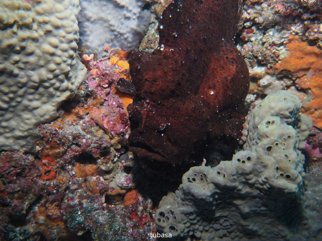 オオモンカエルアンコウ（tubasa）｜西川名（房総）でダイビング｜ダイビングプロショップ パル｜2025/12/13