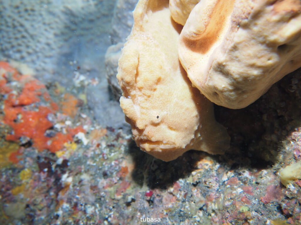 オオモンカエルアンコウ（tubasa）｜西川名（房総）でダイビング｜ダイビングプロショップ パル｜2025/12/13