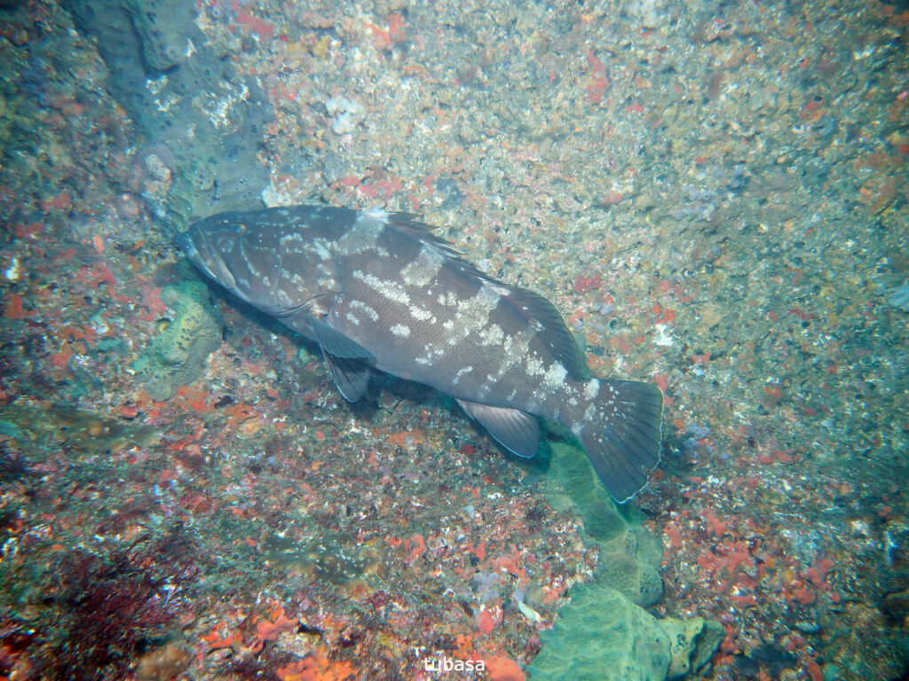 クエ（モロコ）tubasa｜西川名（房総）でダイビング｜ダイビングプロショップ パル｜2025/12/13