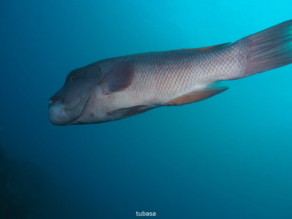 コブダイ（tubasa）｜西川名（房総）でダイビング｜ダイビングプロショップ パル｜2025/12/13