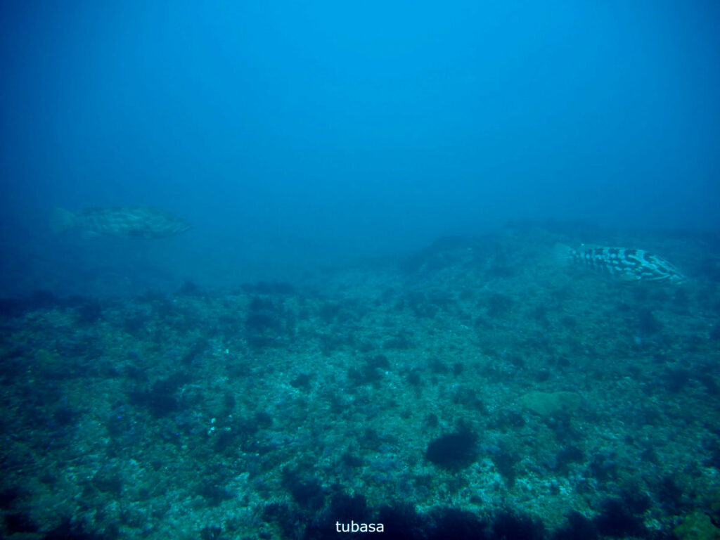 モロコ（tubasa）｜西川名（房総）でダイビング｜ダイビングプロショップ パル｜2025/12/13