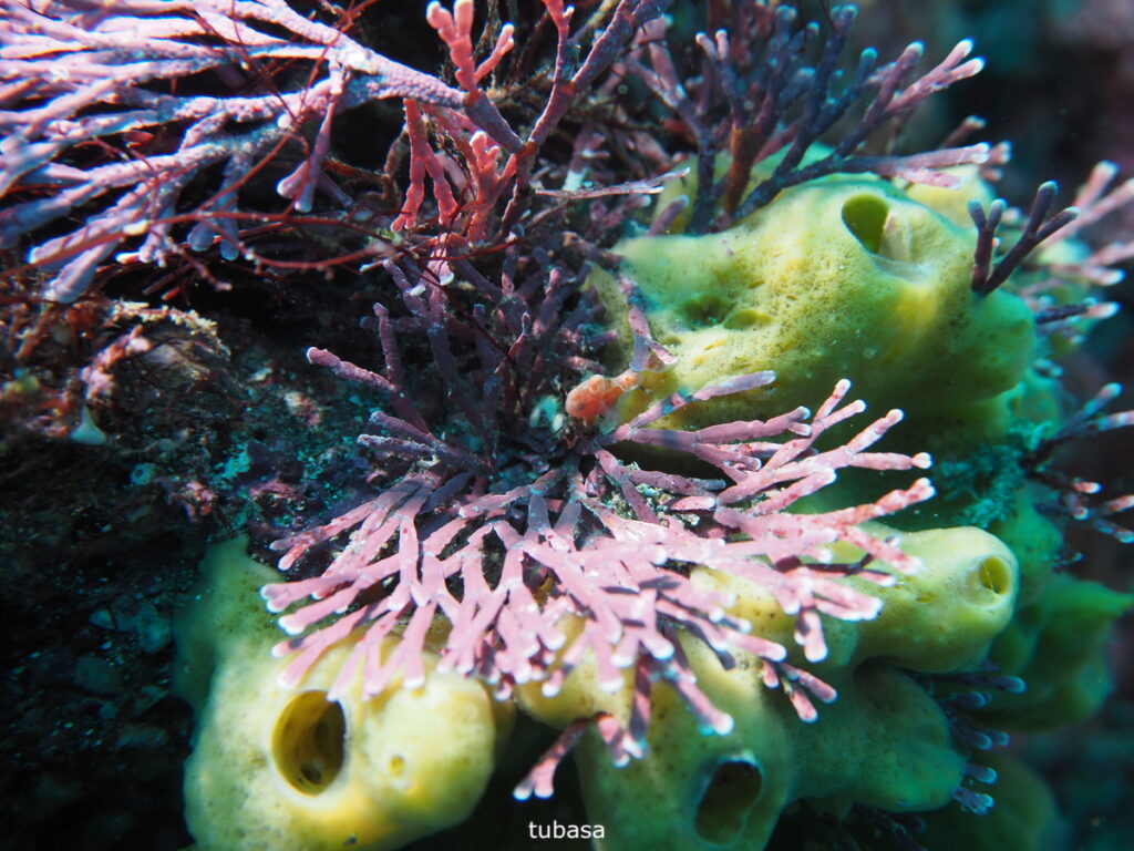 オオモンカエルアンコウ（1㎝）tubasa｜西川名（房総）でダイビング｜ダイビングプロショップ パル｜2025/12/13