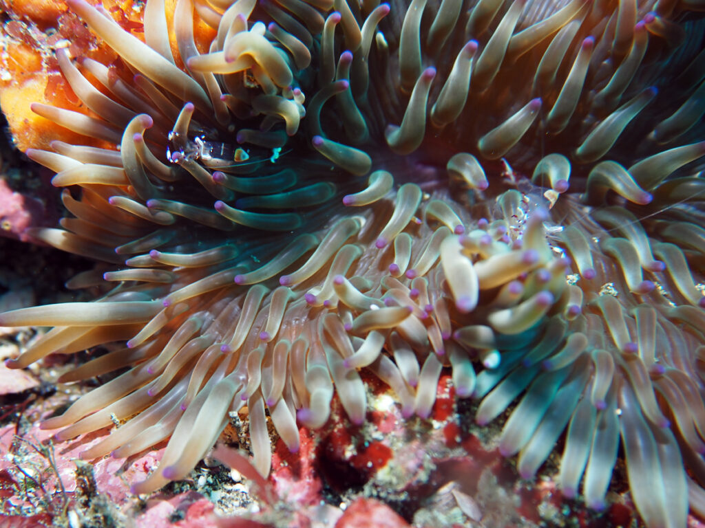 アカホシカクレエビ｜西川名（房総）でダイビング｜ダイビングプロショップ パル｜2025/12/13