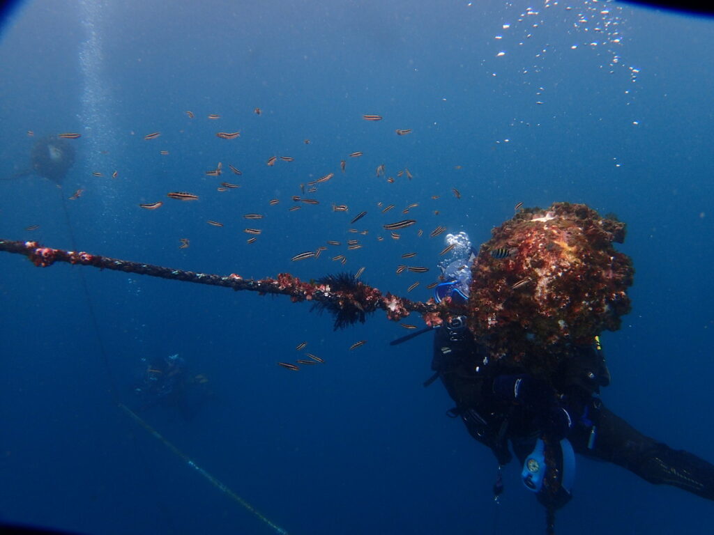 ニジギンポの群れ｜かっちゃま（房総）｜メイン｜ダイビングプロショップ パル｜2025/12/06