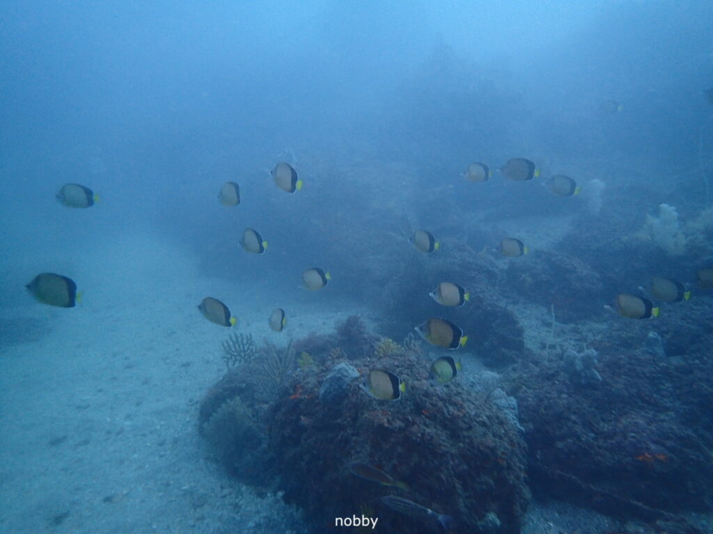 シラコダイ｜かっちゃま（房総）｜ノースエンド｜ダイビングプロショップ パル｜2025/12/06