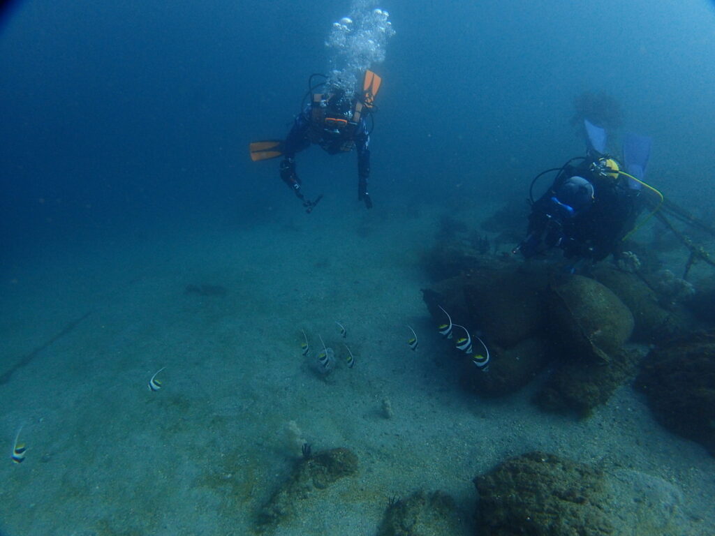 ムレハタタテダイ｜かっちゃま（房総）｜ノースエンド｜ダイビングプロショップ パル｜2025/12/06