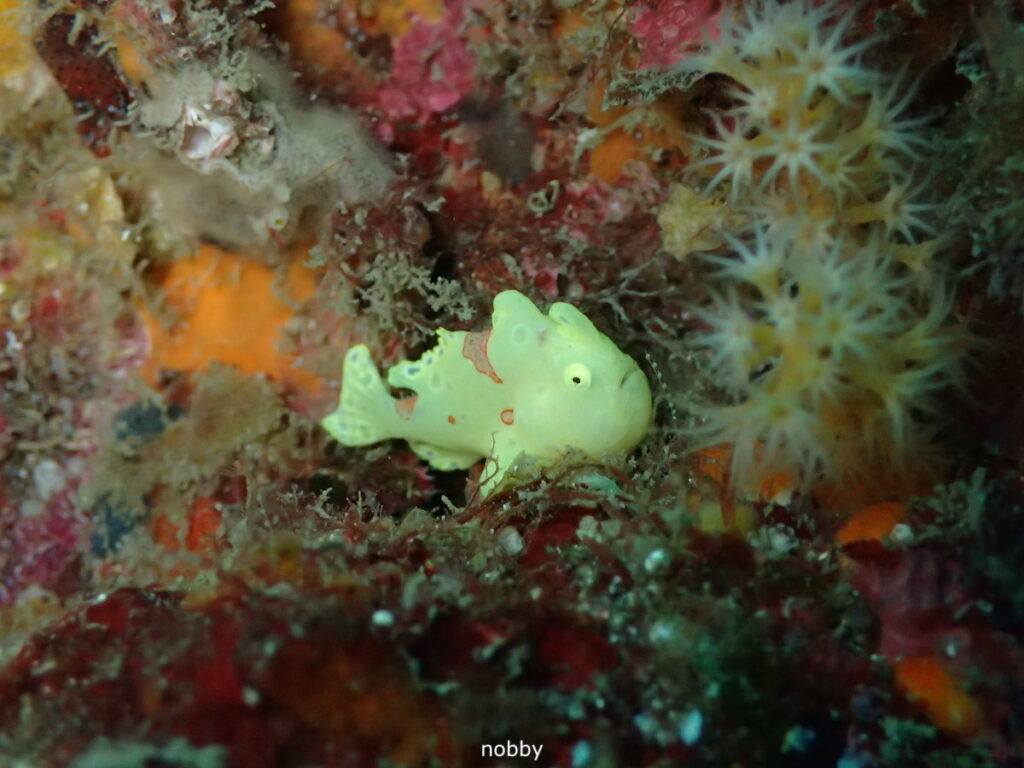 イロカエルアンコウ｜かっちゃま（房総）｜千手ドロップ｜ダイビングプロショップ パル｜2025/12/06