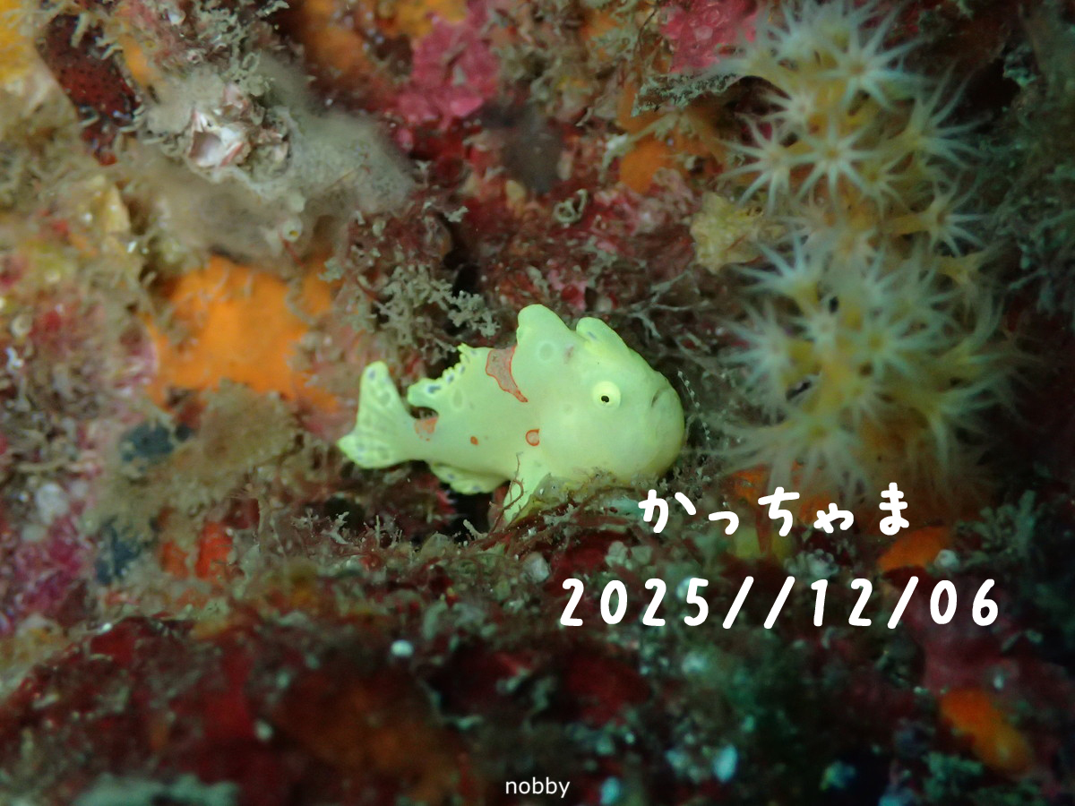 かっちゃま（房総）｜2025/12/06