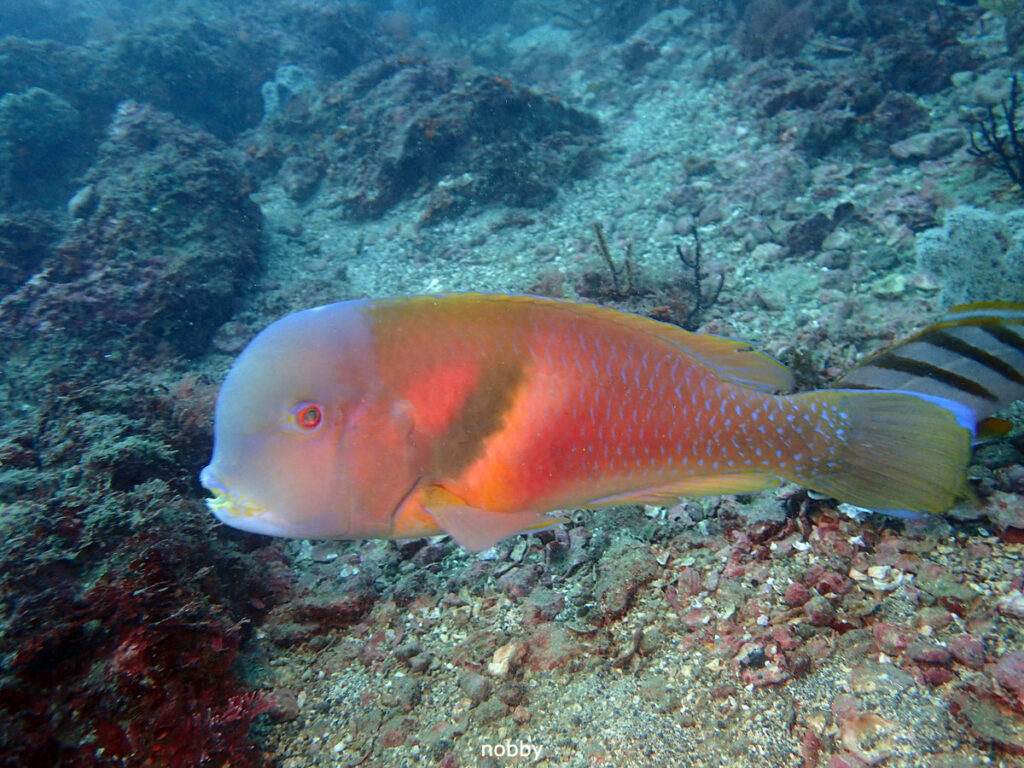 イラ｜かっちゃま（房総）｜ノースエンド｜ダイビングプロショップ パル｜2025/12/06