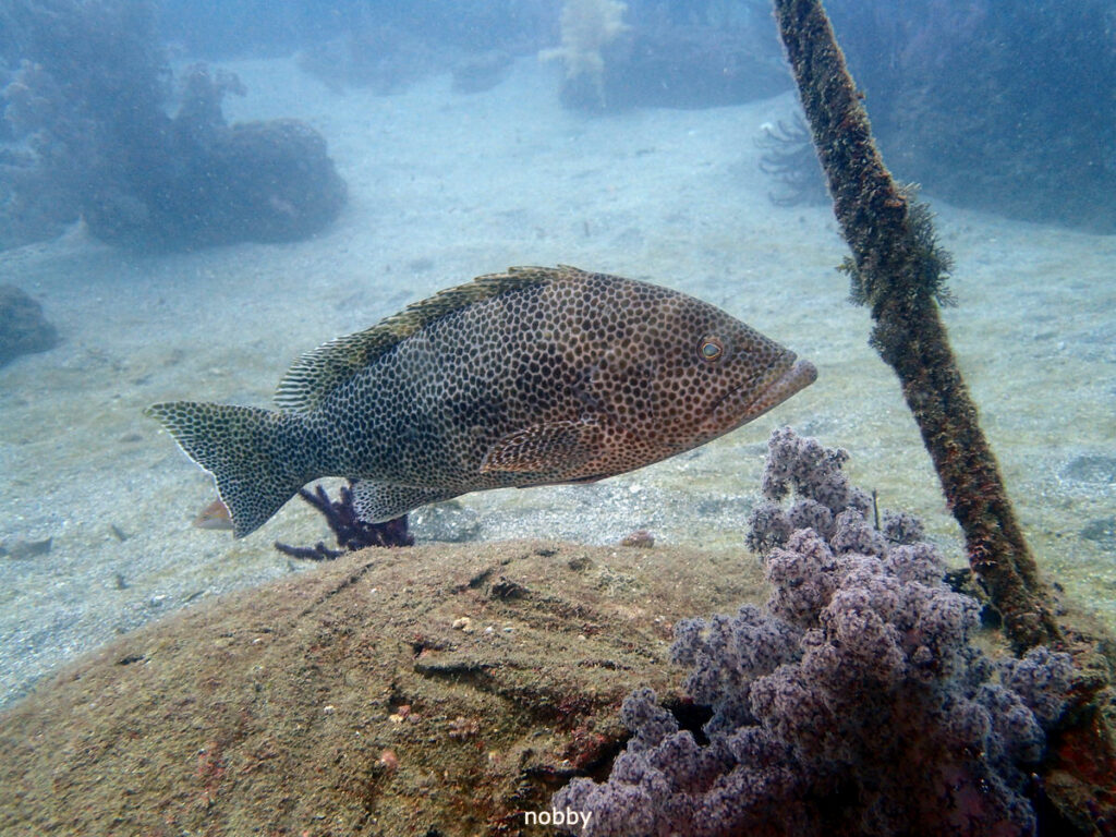 オオモンハタ｜かっちゃま（房総）｜ノースエンド｜ダイビングプロショップ パル｜2025/12/06