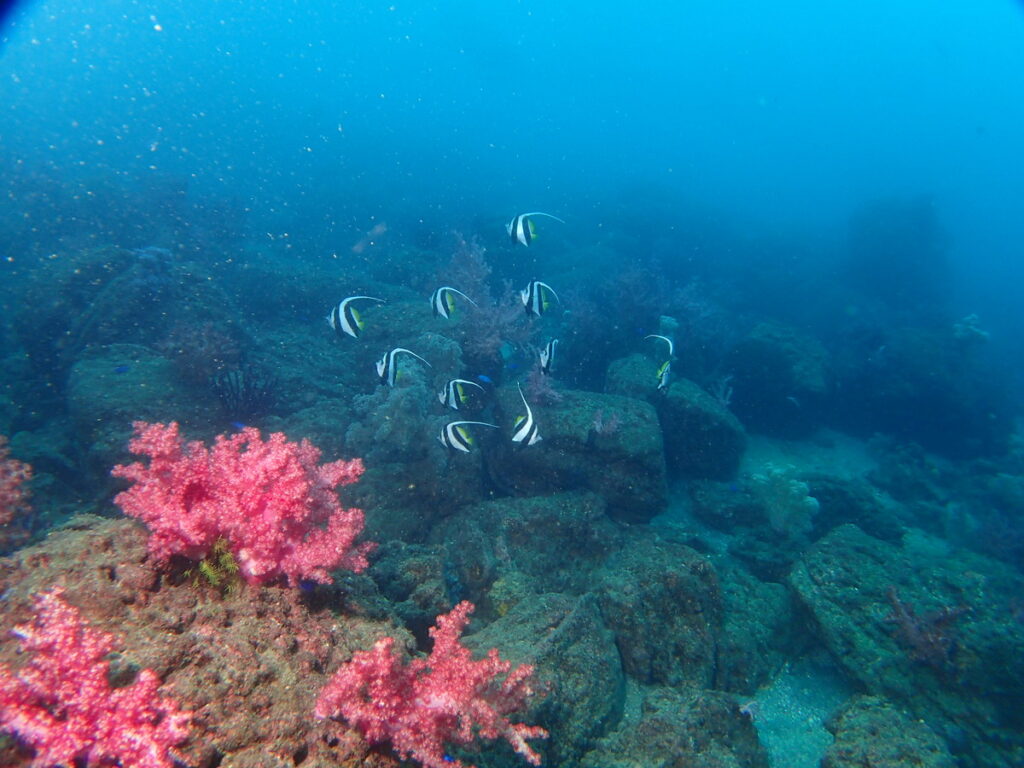 ムレハタタテダイ｜かっちゃま（房総）｜ノースエンド｜ダイビングプロショップ パル｜2025/12/06