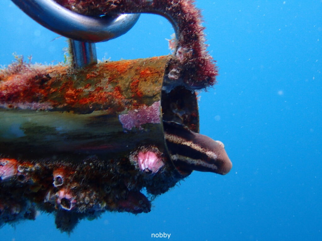 ニジギンポ｜かっちゃま（房総）｜千手ドロップ｜ダイビングプロショップ パル｜2025/12/06