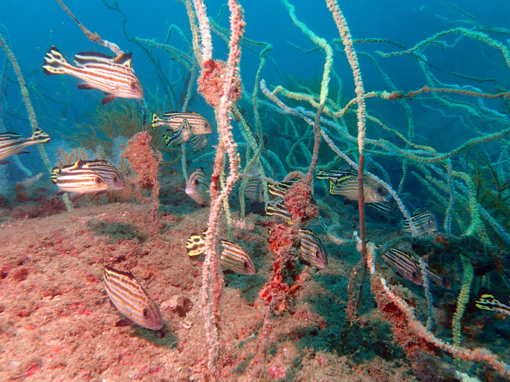 コロダイ（若魚）｜かっちゃま（房総）｜ノースエンド｜ダイビングプロショップ パル｜2025/12/06