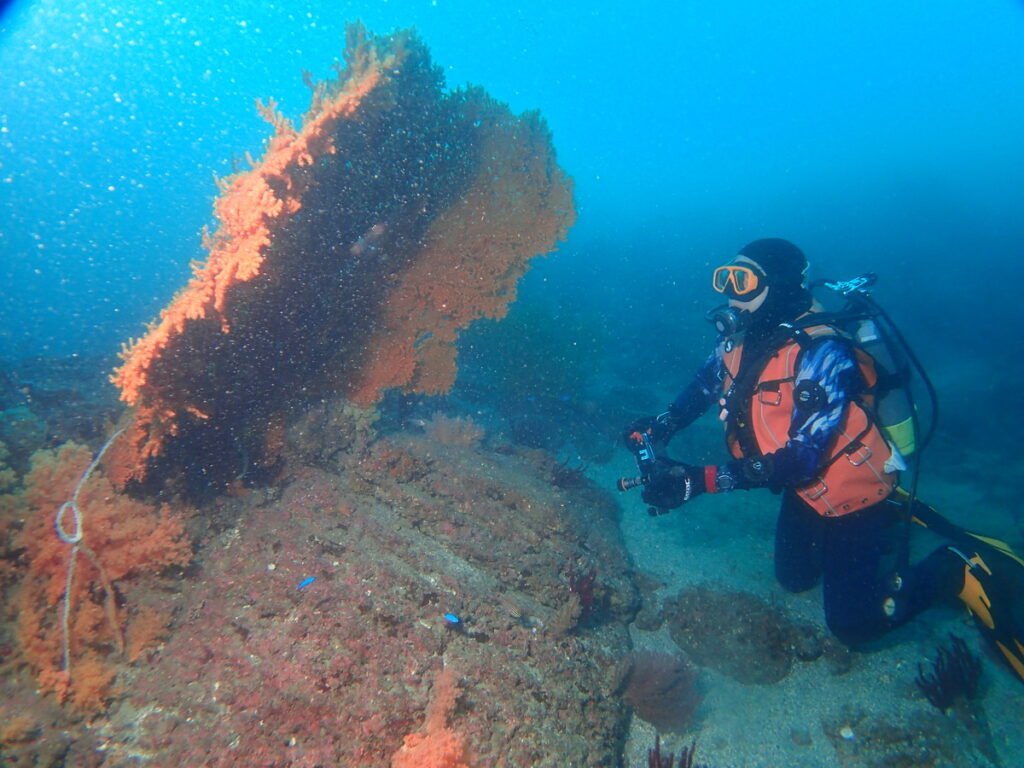 ウミウチワ｜かっちゃま（房総）｜ノースエンド｜ダイビングプロショップ パル｜2025/12/06