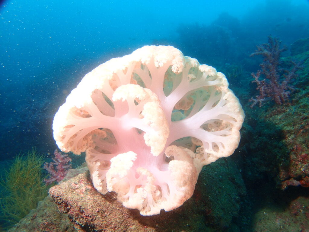 ビロードトゲトサカ｜かっちゃま（房総）｜ノースエンド｜ダイビングプロショップ パル｜2025/12/06