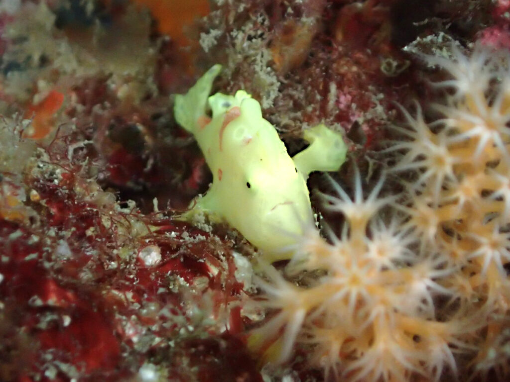 イロカエルアンコウ｜かっちゃま（房総）｜千手ドロップ｜ダイビングプロショップ パル｜2025/12/06