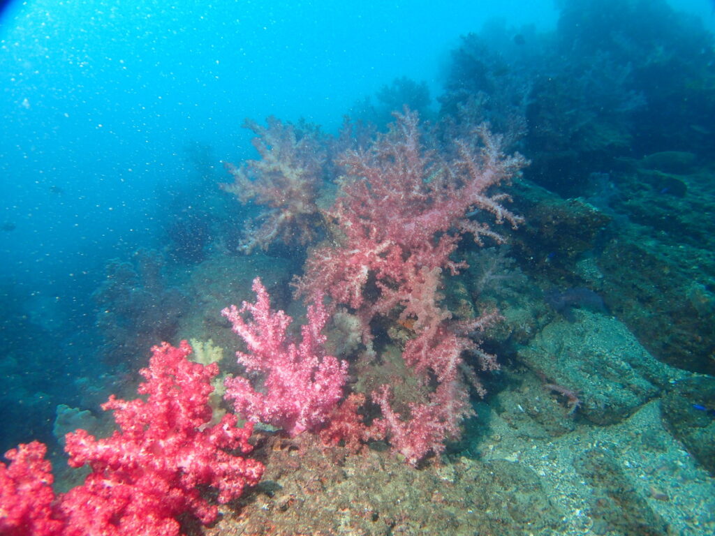 トゲトサカ｜かっちゃま（房総）｜ノースエンド｜ダイビングプロショップ パル｜2025/12/06