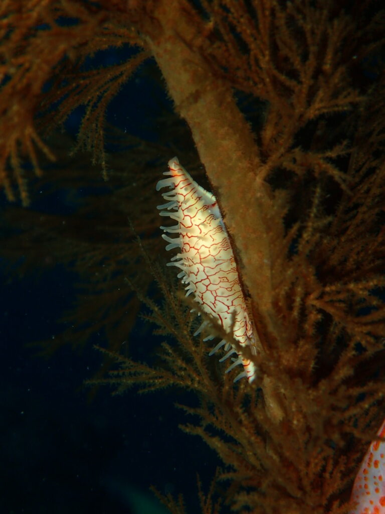 キヌヅツミ｜かっちゃま（房総）｜ノースエンド｜ダイビングプロショップ パル｜2025/12/06