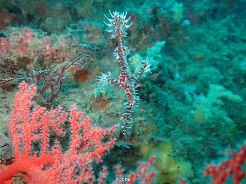 ニシキフウライウオ｜かっちゃま（房総）｜千手ドロップ｜ダイビングプロショップ パル｜2025/12/06