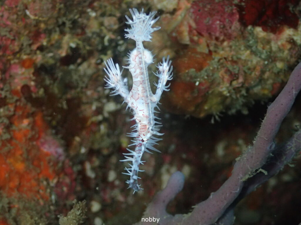 ニシキフウライウオ｜かっちゃま（房総）｜千手ドロップ｜ダイビングプロショップ パル｜2025/12/06