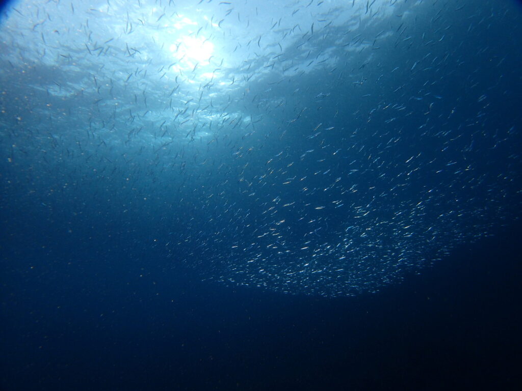 キビナゴの群れ｜かっちゃま（房総）｜ノースエンド｜ダイビングプロショップ パル｜2025/12/06