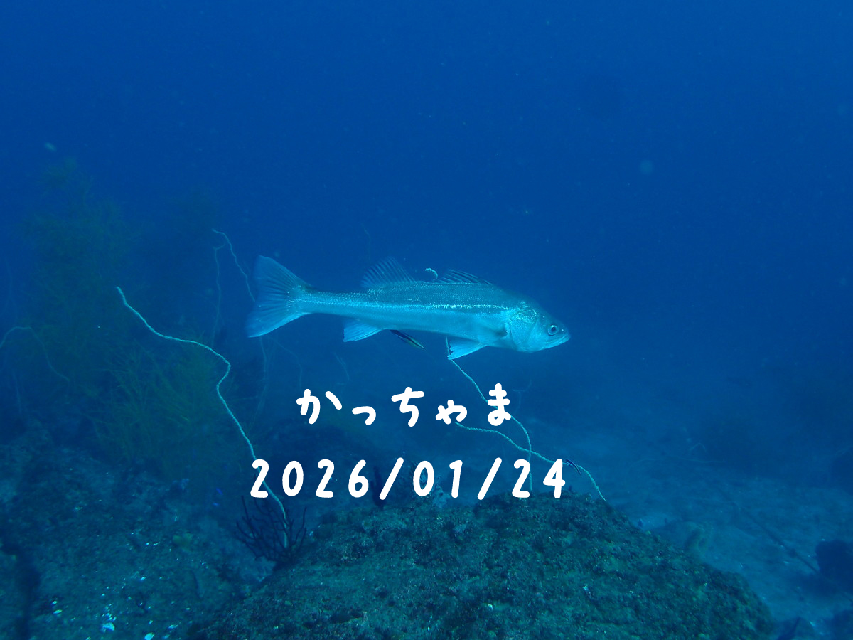 かっちゃま（房総）｜2026/01/24