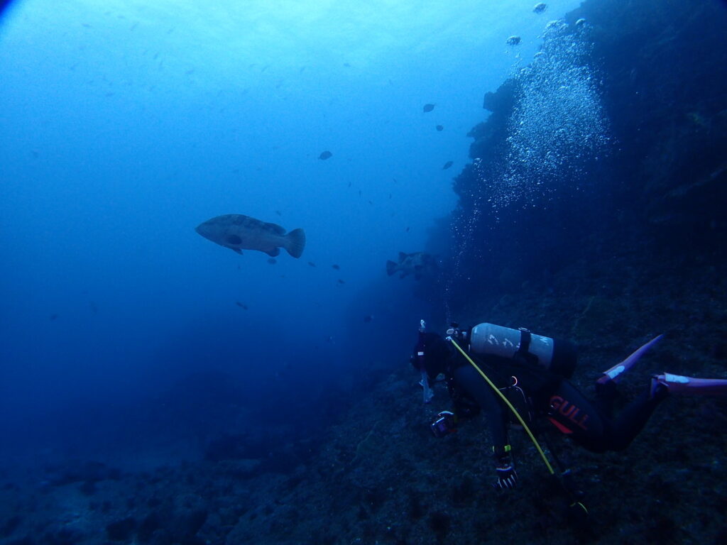 ｜西川名（房総）でダイビング｜ダイビングプロショップ パル｜2025/12/27