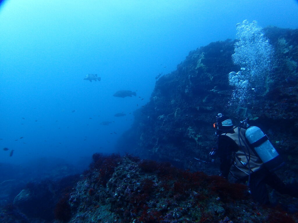 ｜西川名（房総）でダイビング｜ダイビングプロショップ パル｜2025/12/27