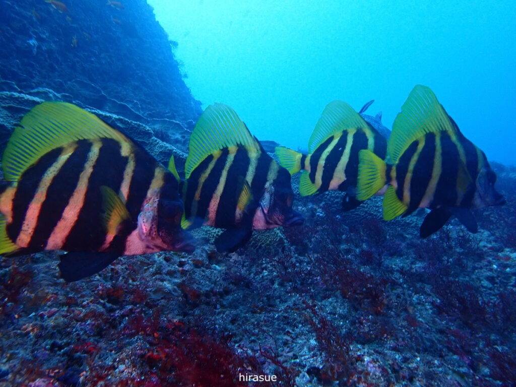 テングダイ｜西川名（房総）でダイビング｜ダイビングプロショップ パル｜2025/12/27