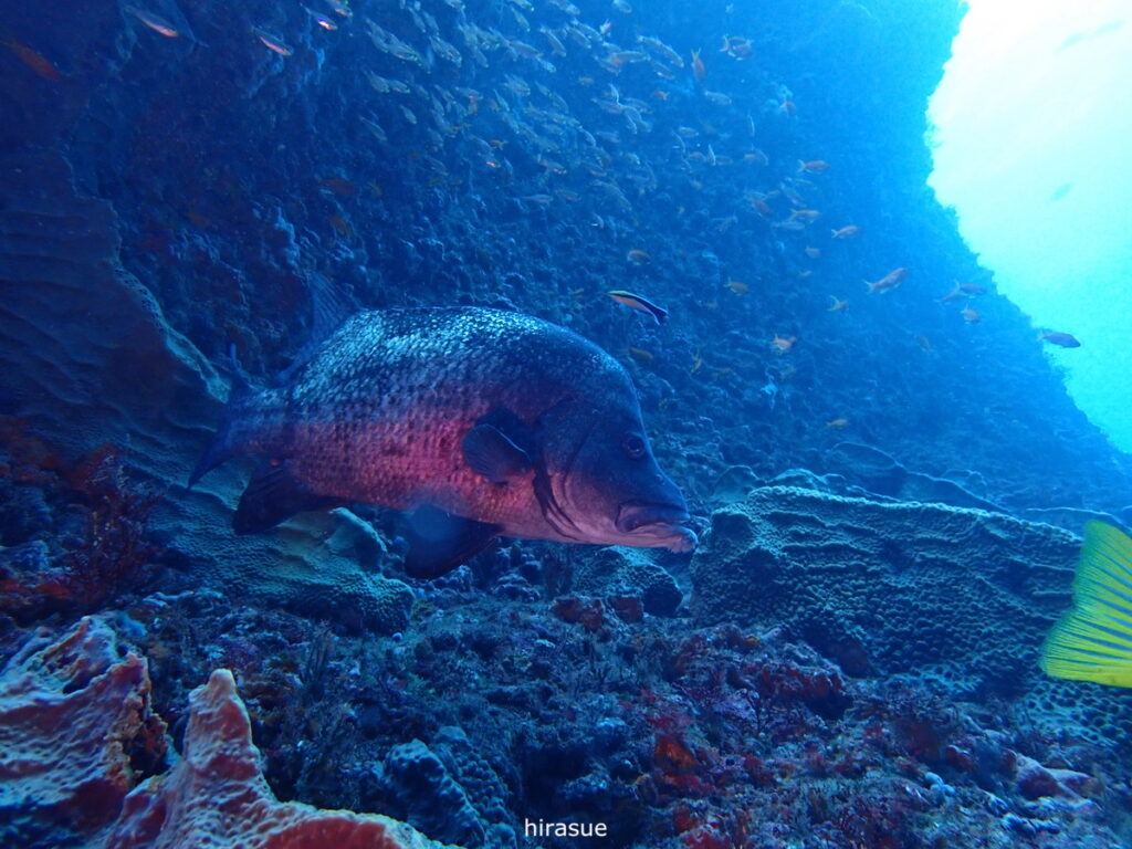 ヒゲダイ｜西川名（房総）でダイビング｜ダイビングプロショップ パル｜2025/12/27