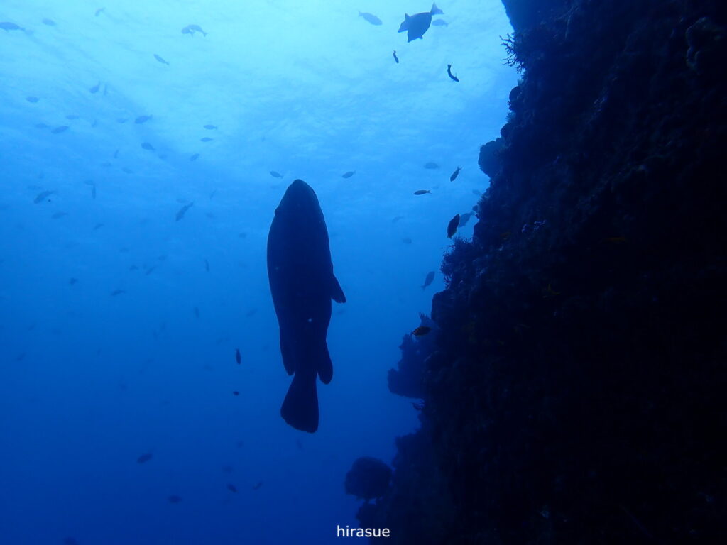 モロコ｜西川名（房総）でダイビング｜ダイビングプロショップ パル｜2025/12/27