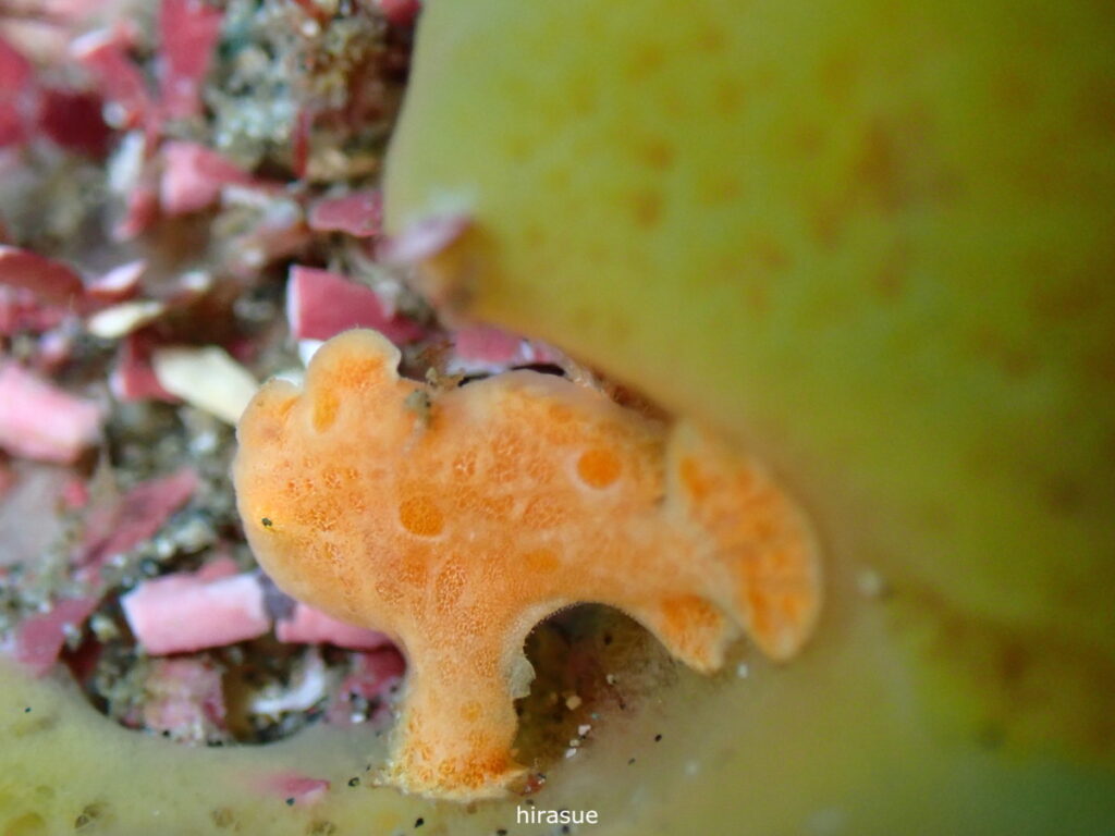 オオモンカエルアンコウ｜西川名（房総）でダイビング｜ダイビングプロショップ パル｜2025/12/27