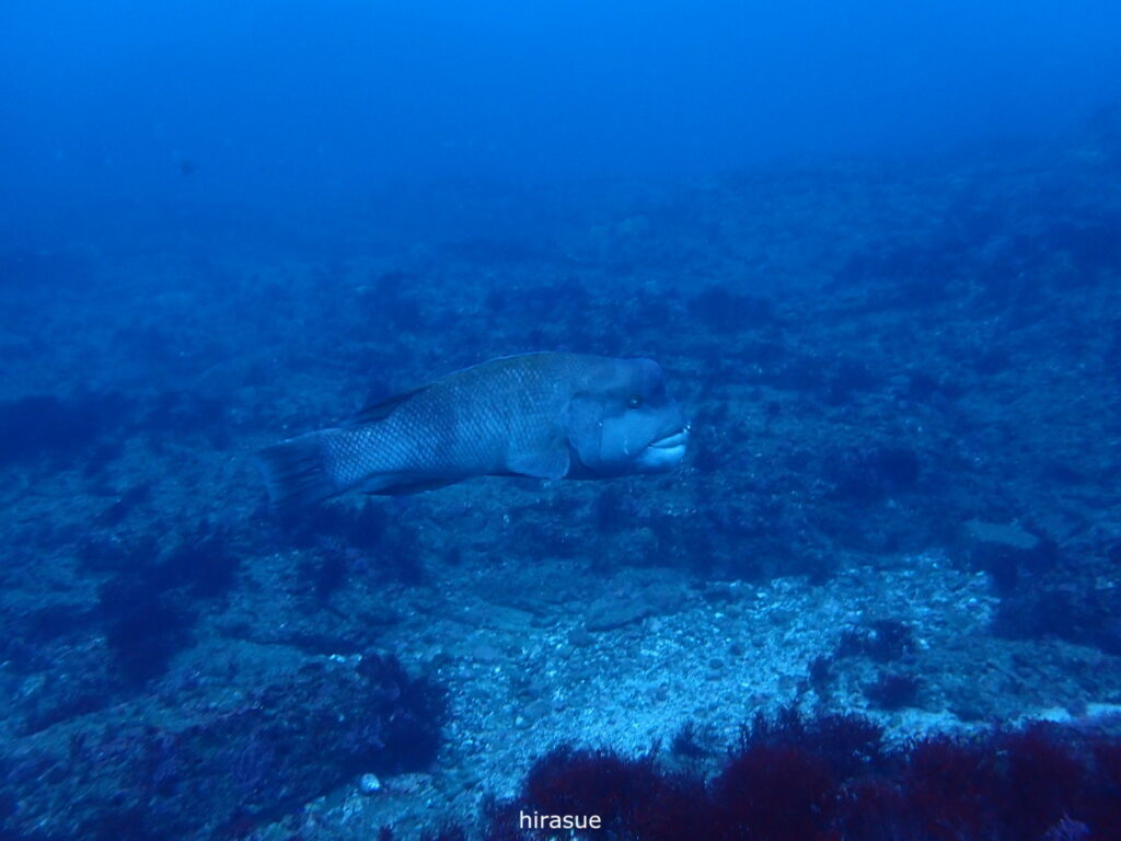 コブダイ｜西川名（房総）でダイビング｜ダイビングプロショップ パル｜2025/12/27