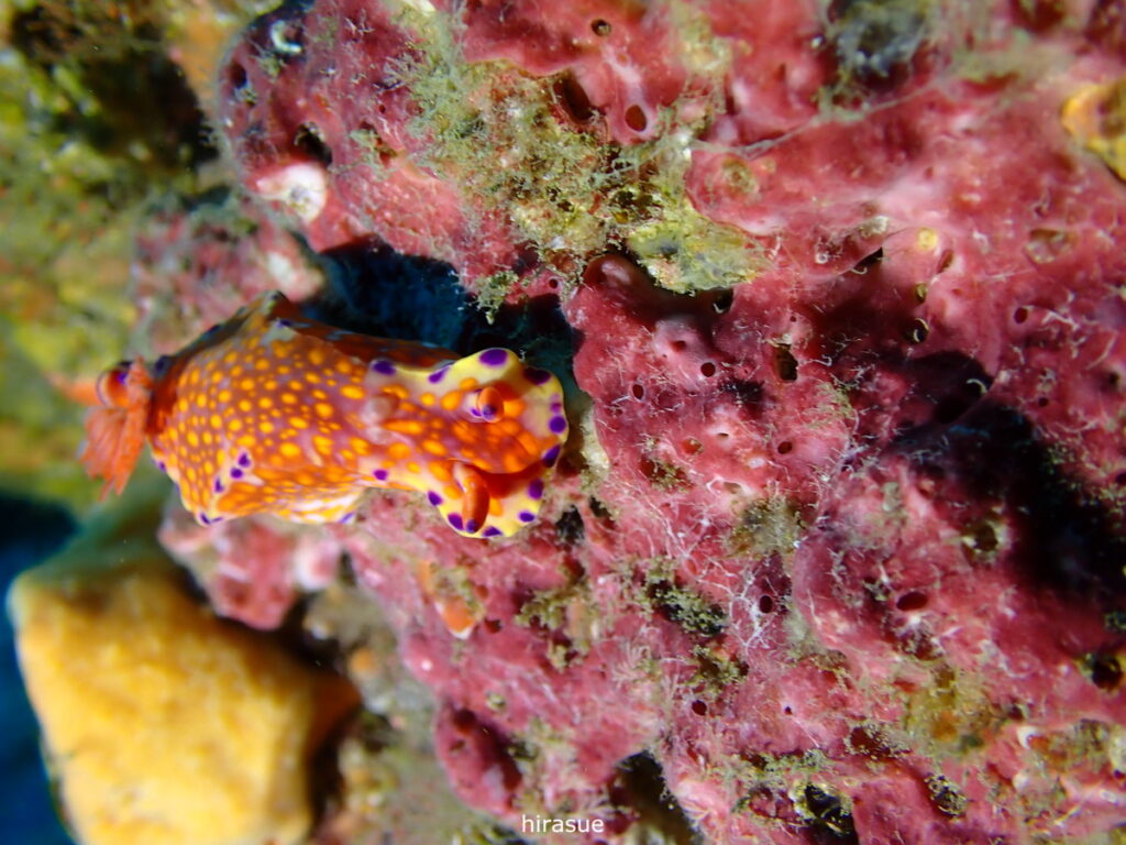 ニシキウミウシ｜西川名（房総）でダイビング｜ダイビングプロショップ パル｜2025/12/27