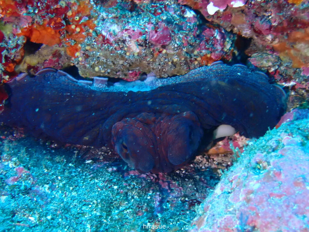 タコ｜西川名（房総）でダイビング｜ダイビングプロショップ パル｜2025/12/27