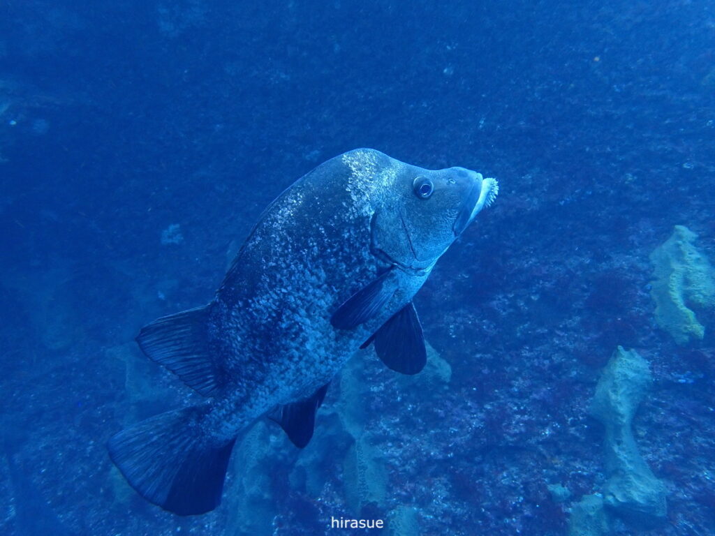 ヒゲダイ｜西川名（房総）でダイビング｜ダイビングプロショップ パル｜2025/12/27