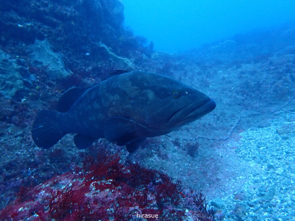 モロコ｜西川名（房総）でダイビング｜ダイビングプロショップ パル｜2025/12/27