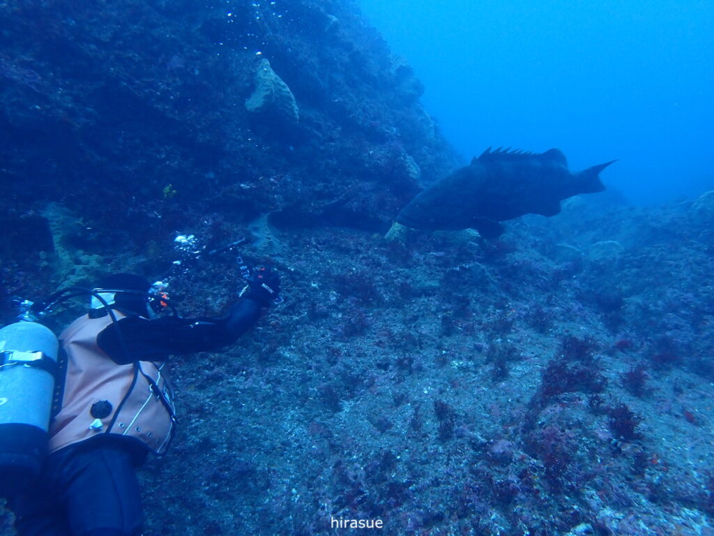 モロコ｜西川名（房総）でダイビング｜ダイビングプロショップ パル｜2025/12/27