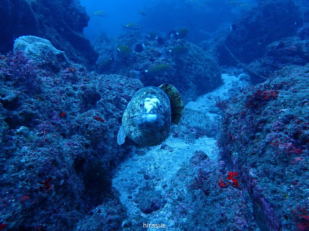 ウツボ｜西川名（房総）でダイビング｜ダイビングプロショップ パル｜2025/12/27