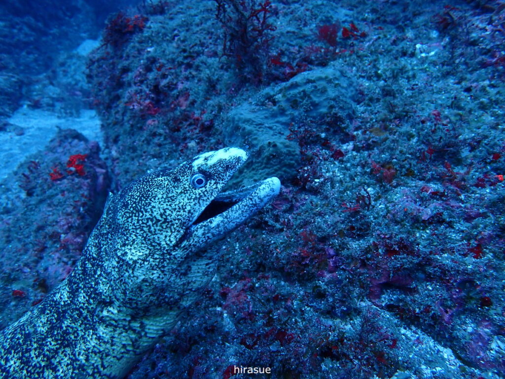 ウツボ｜西川名（房総）でダイビング｜ダイビングプロショップ パル｜2025/12/27