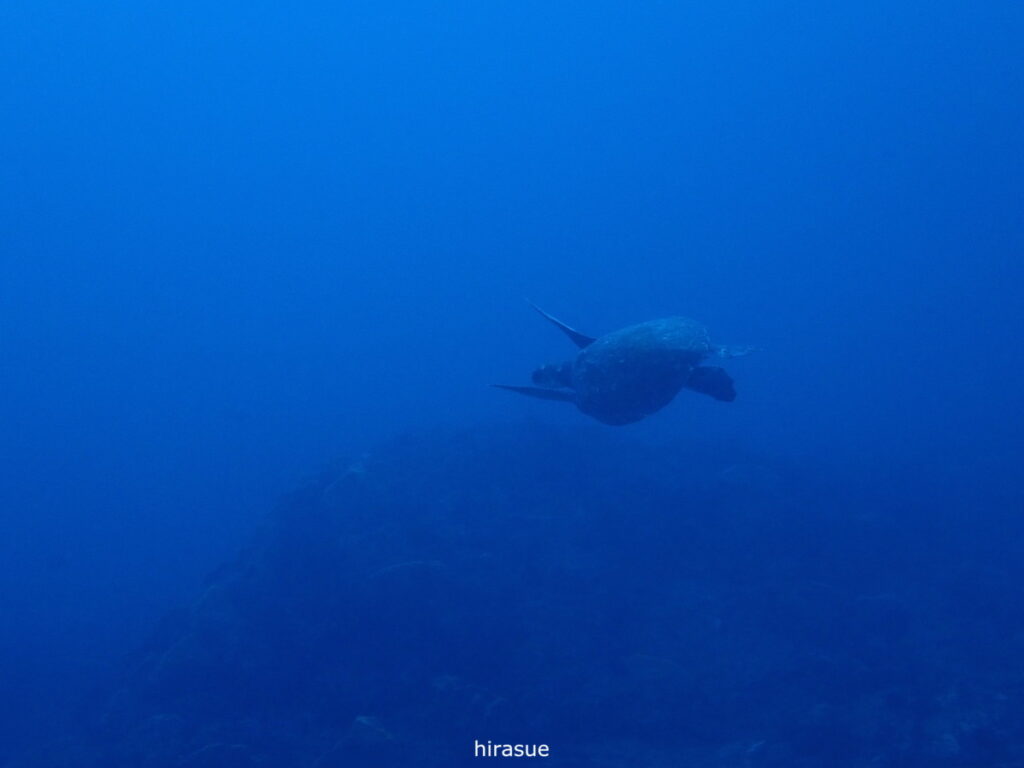 アオウミガメ｜西川名（房総）でダイビング｜ダイビングプロショップ パル｜2025/12/27