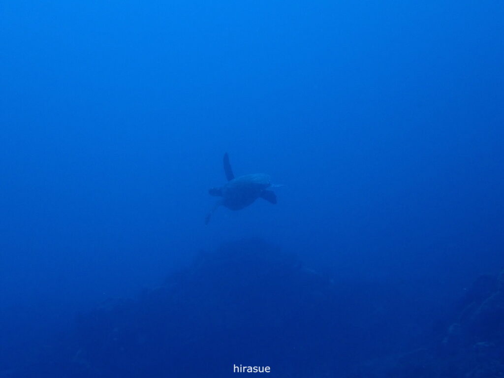 アオウミガメ｜西川名（房総）でダイビング｜ダイビングプロショップ パル｜2025/12/27