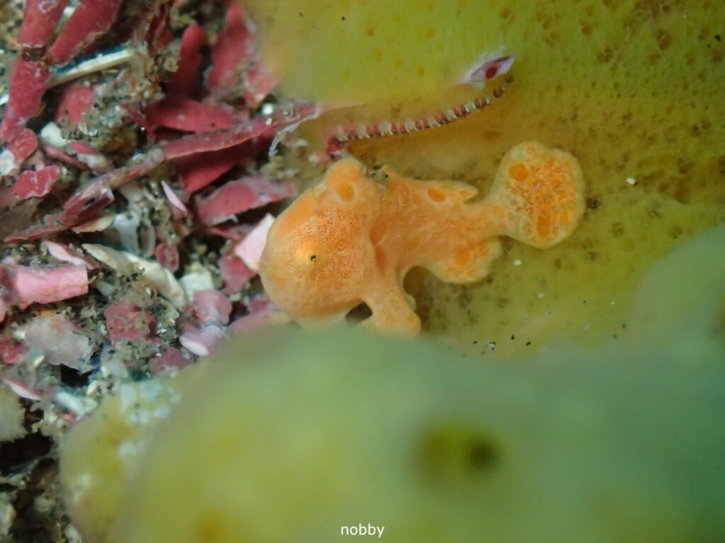 オオモンカエルアンコウ｜西川名（房総）でダイビング｜ダイビングプロショップ パル｜2025/12/27