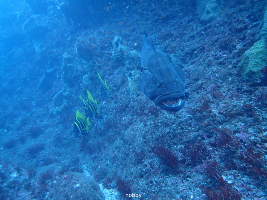 テングとモロコ｜西川名（房総）でダイビング｜ダイビングプロショップ パル｜2025/12/27