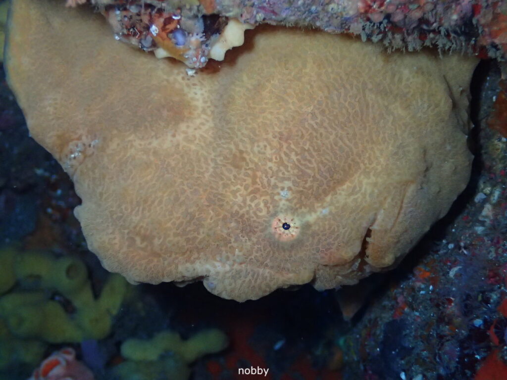 オオモンカエルアンコウ｜西川名（房総）でダイビング｜ダイビングプロショップ パル｜2025/12/27