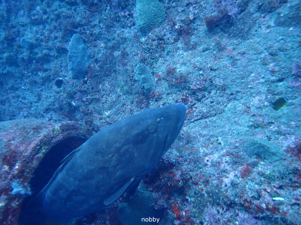 クエ｜西川名（房総）でダイビング｜ダイビングプロショップ パル｜2025/12/27